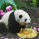 治愈系“团宠”相约“云陪伴”