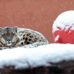 “豹”力圈粉！高原之城点亮生态IP