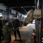 新疆汗血马的“超级年夜饭”都有啥？一起来围观