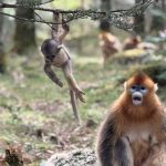 一只金丝猴，何以让神农架“翻了天”？